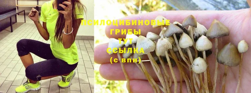 Галлюциногенные грибы Psilocybine cubensis  Змеиногорск 